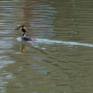 Great Crested Grebe