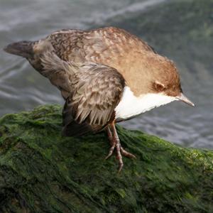 White-throated Dipper