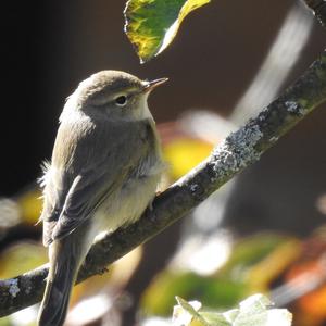 Common Chiffchaff