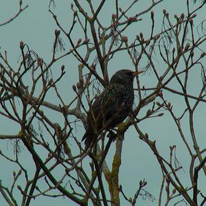 Common Starling