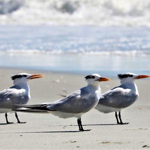 Royal Tern