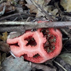 Red Cage Fungus