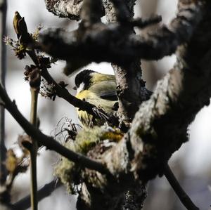 Great Tit