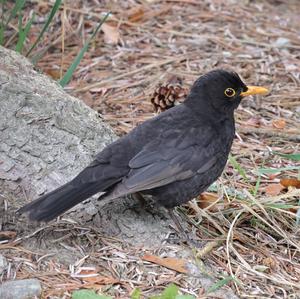 Eurasian Blackbird