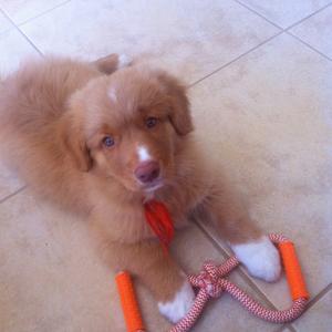 Retriever (Nova Scotia Duck Tolling)