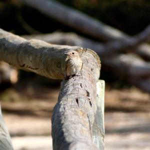 Spotted Flycatcher