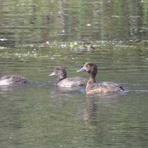 Tufted Duck