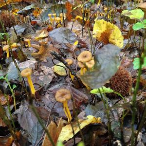 Trumpet Chanterelle