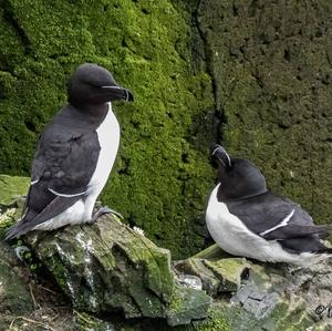 Razorbill