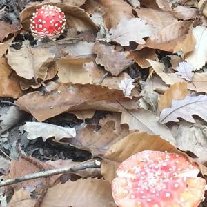 Fly Agaric