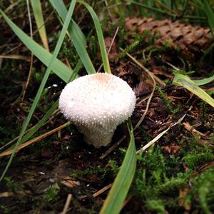 Gem-studded Puffball