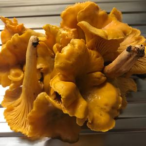 Chanterelle, Common