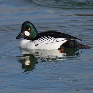 Common Goldeneye