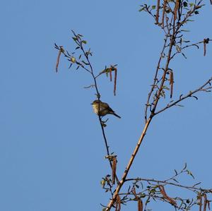 Common Chiffchaff