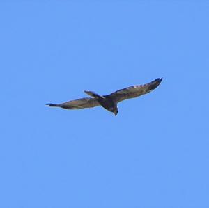 Western Marsh-harrier