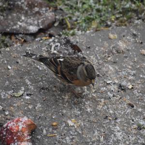 Brambling