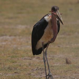 Marabou Stork