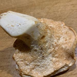 Hedgehog Fungus, Common