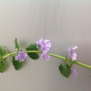 Ground-Ivy