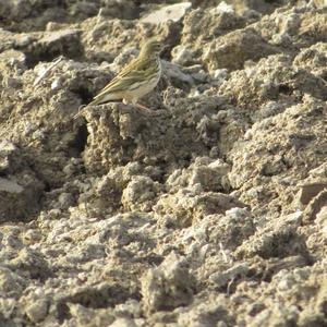 Tawny Pipit