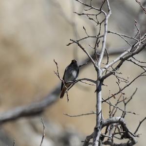 Black Redstart