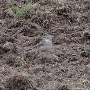 Water Pipit