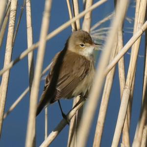 Eurasian Reed-warbler