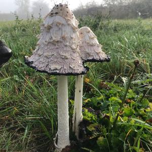 Shaggy Mane