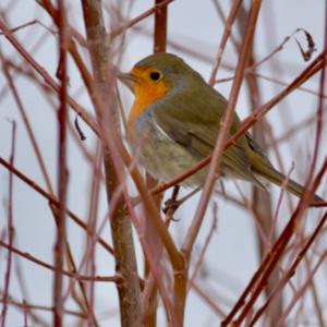 European Robin