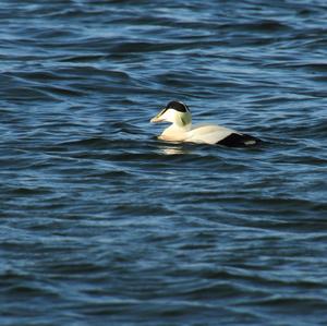 Common Eider