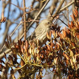 House Finch