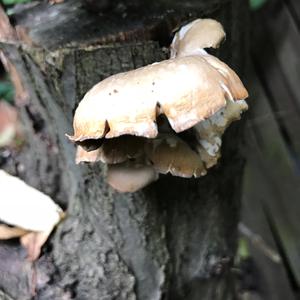 Oyster Mushroom