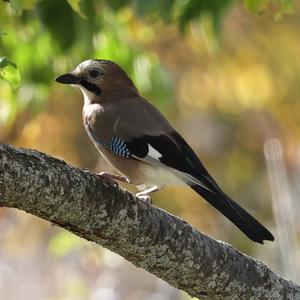 Eurasian Jay