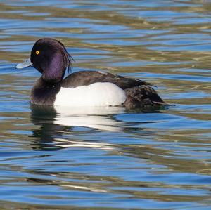 Tufted Duck