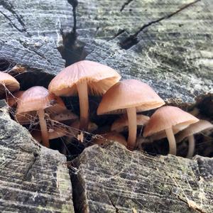 Bleeding Mycena