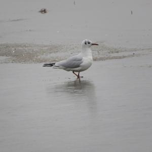 Black-headed Gull