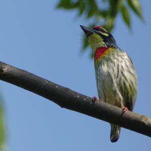 Coppersmith Barbet