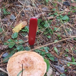 False Saffron Milk Cap