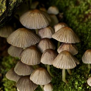 Non-inky Coprinus