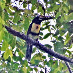 Collared Aracari