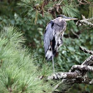 Great Blue Heron