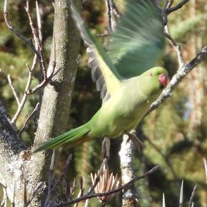 Rose-ringed Parakeet