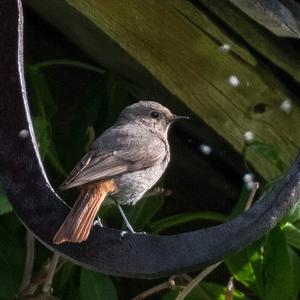 Black Redstart