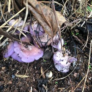 Wood Blewit