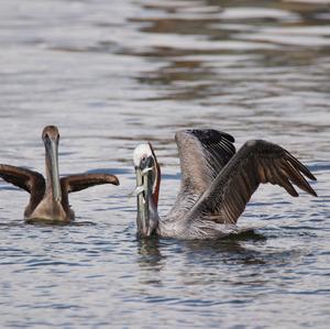 Brown Pelican