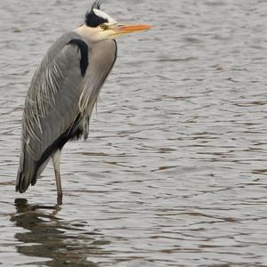 Grey Heron