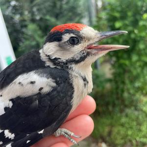 Great Spotted Woodpecker