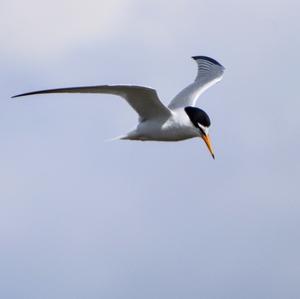 Little Tern