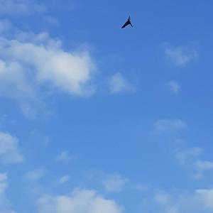 Common Swift