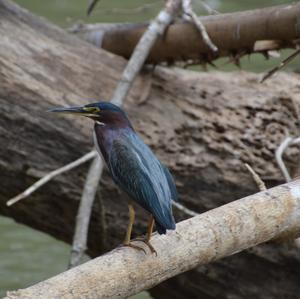 Green Heron